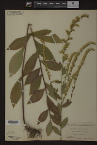 Solidago ulmifolia image