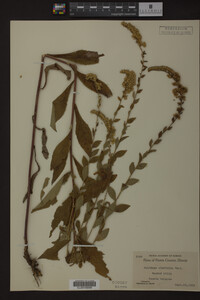 Solidago ulmifolia image