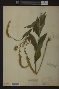 Solidago ulmifolia image