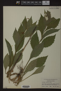 Solidago ulmifolia image