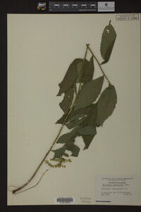 Solidago ulmifolia image