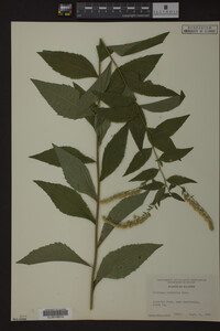 Image Associated With the Occurrence