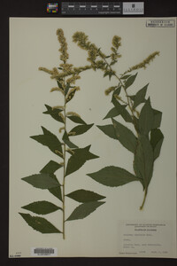 Solidago ulmifolia image
