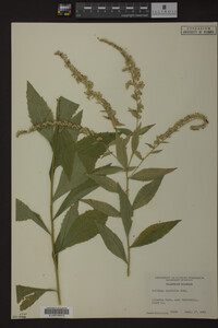 Solidago ulmifolia image