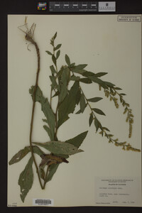 Solidago ulmifolia image
