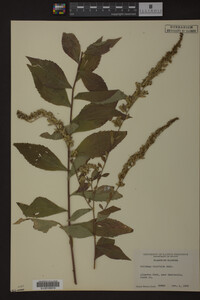 Solidago ulmifolia image