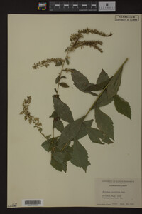 Solidago ulmifolia image
