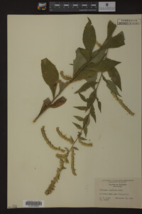 Image Associated With the Occurrence
