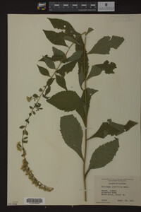 Image Associated With the Occurrence