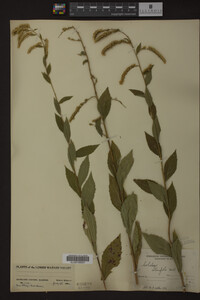 Solidago ulmifolia image