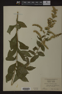 Image Associated With the Occurrence