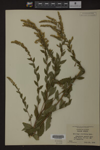 Solidago ulmifolia image