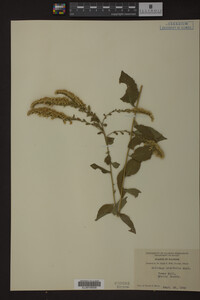 Solidago ulmifolia image
