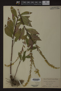 Image Associated With the Occurrence