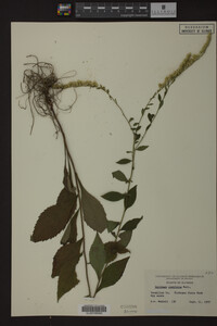 Solidago ulmifolia image