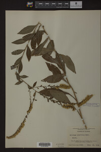 Solidago ulmifolia image
