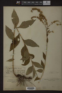 Solidago ulmifolia image