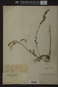 Solidago ulmifolia image