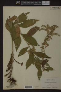 Image Associated With the Occurrence