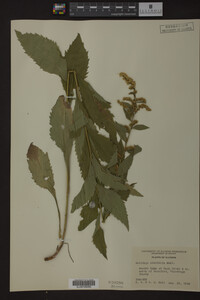 Solidago ulmifolia image