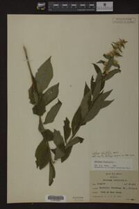 Image Associated With the Occurrence