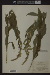Solidago ulmifolia image