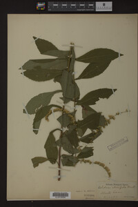 Solidago ulmifolia image