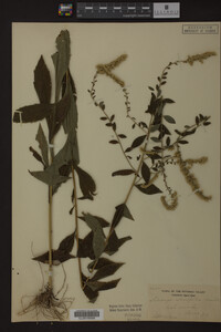 Solidago ulmifolia image