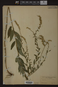 Solidago ulmifolia image