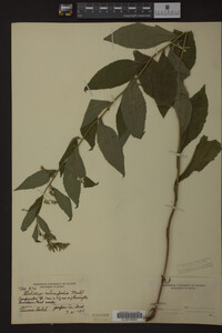 Image Associated With the Occurrence