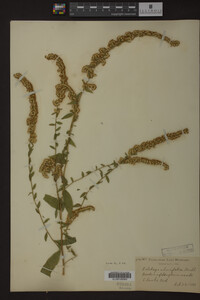 Solidago ulmifolia image
