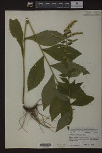 Image Associated With the Occurrence