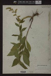 Solidago ulmifolia image