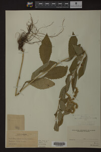 Image Associated With the Occurrence