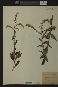 Solidago ulmifolia image