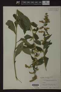 Solidago ulmifolia image