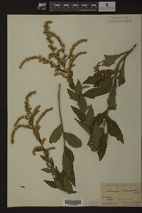 Solidago ulmifolia image