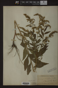 Image Associated With the Occurrence