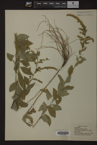 Solidago ulmifolia image