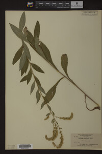 Solidago ulmifolia image