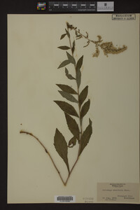 Solidago ulmifolia image