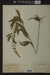 Solidago ulmifolia image