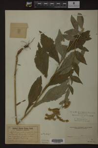 Image Associated With the Occurrence