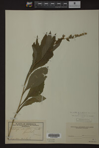 Image Associated With the Occurrence