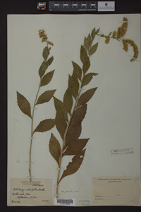 Solidago ulmifolia image