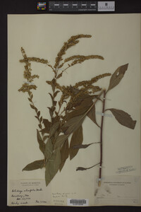Solidago ulmifolia image