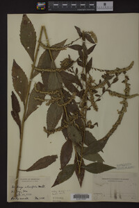 Solidago ulmifolia image
