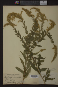 Solidago ulmifolia image