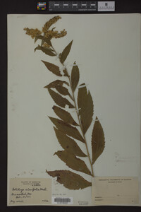 Solidago ulmifolia image