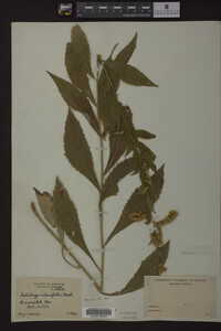 Image Associated With the Occurrence